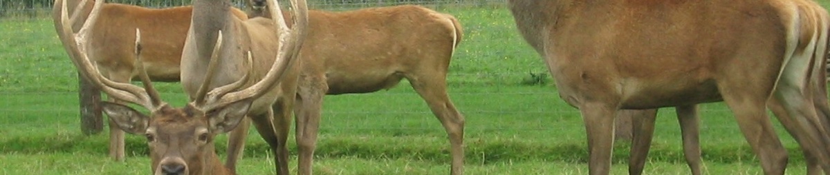 waar-naartoe_bezienswaardigheden_park-en-natuur_hertenfarm.jpg